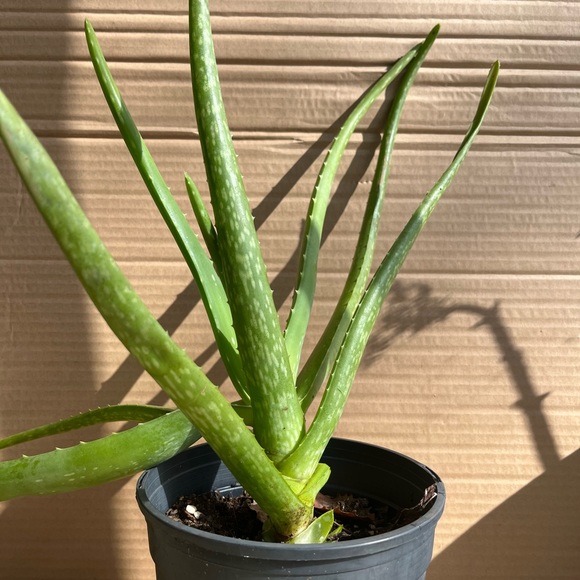 Aloe Vera (1, large) - Picture 2 of 2